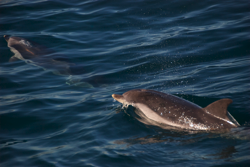 Dolphins