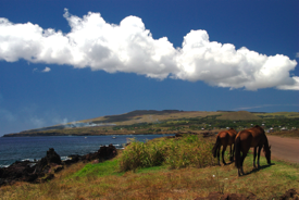 Horses