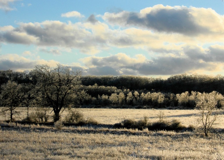 Afternoon Trees and Clouds