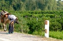 Back Road Near Yangshuo