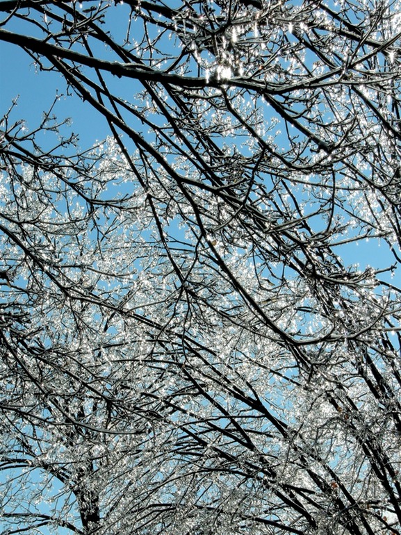 Blue Sky and Trees