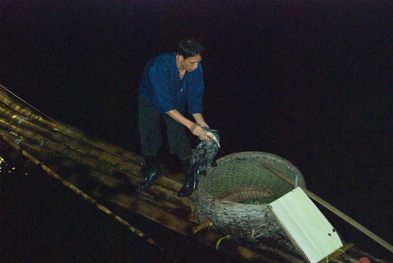 Cormorant Caught a Fixh