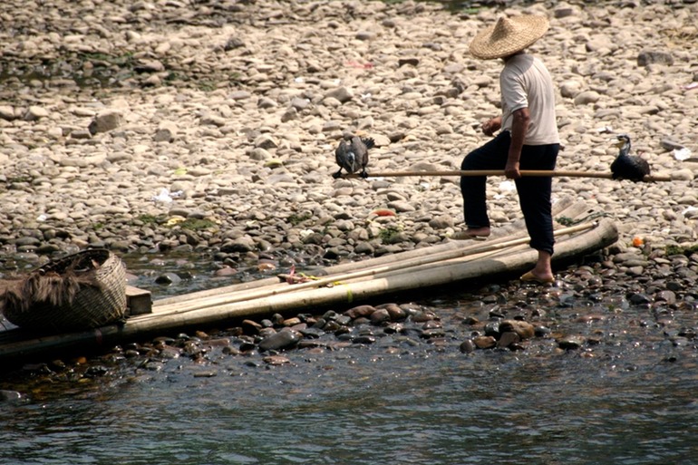 Cormorant Fisherman