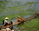 Cormorant Fisherman