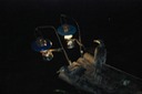 Cormorants Waiting for their Cue