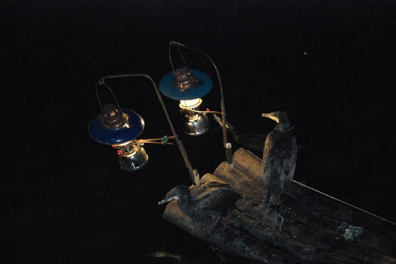 Cormorants Waiting for their Cue