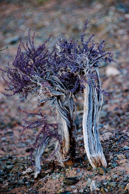 Desert Plant