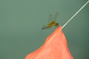 Dragon Fly
