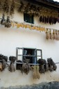 Drying Herbs