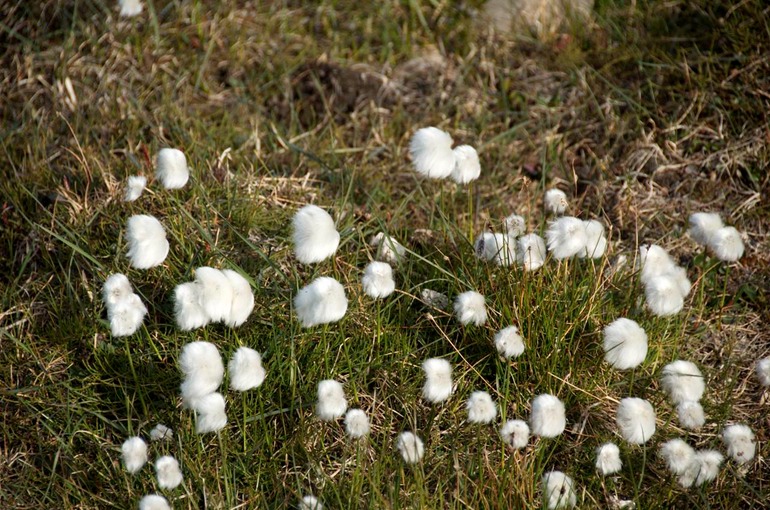 DSC_0653 Svalbard 2011-07-09 13.35.11