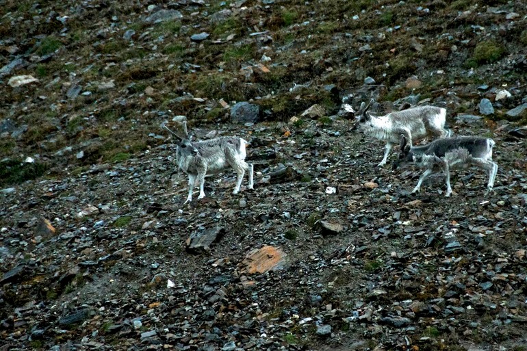 DSC_0784 Svalbard 2011-07-10 15.18.33