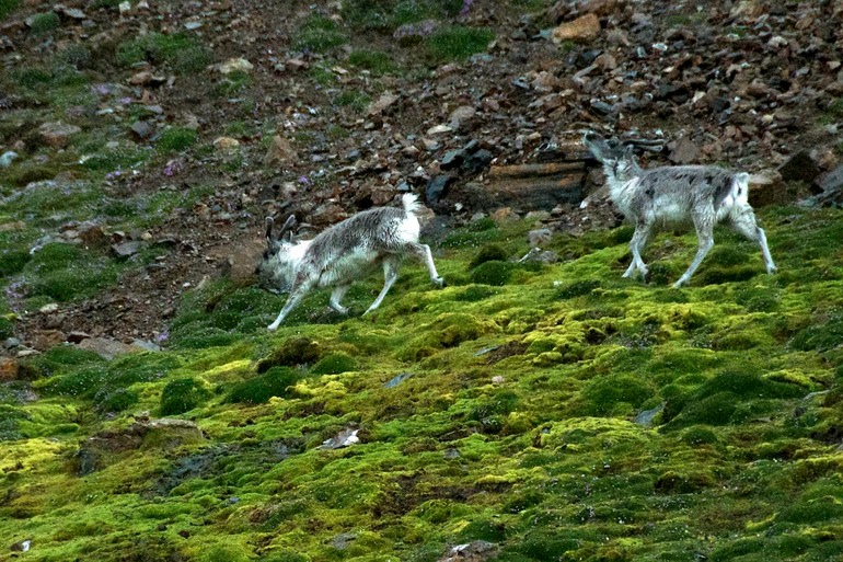 DSC_0785 Svalbard 2011-07-10 15.18.56