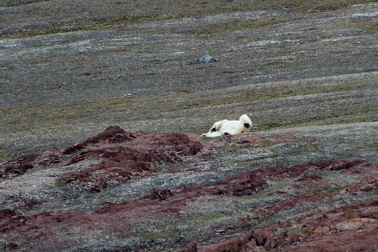 DSC_0824 Svalbard 2011-07-11 07.01.19