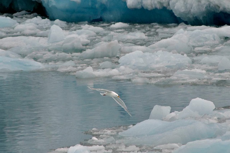 DSC_1144 Svalbard 2011-07-11 15.46.43