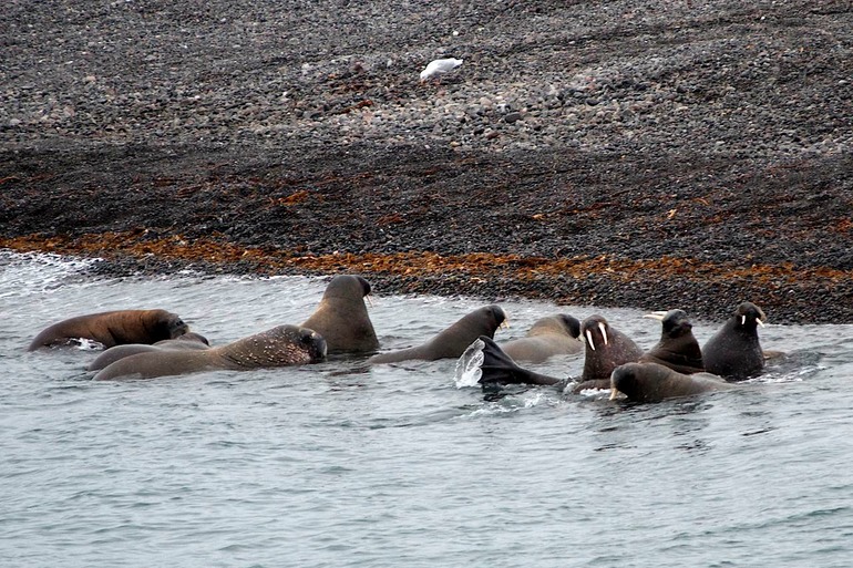 DSC_1252 Svalbard 2011-07-11 21.32.15