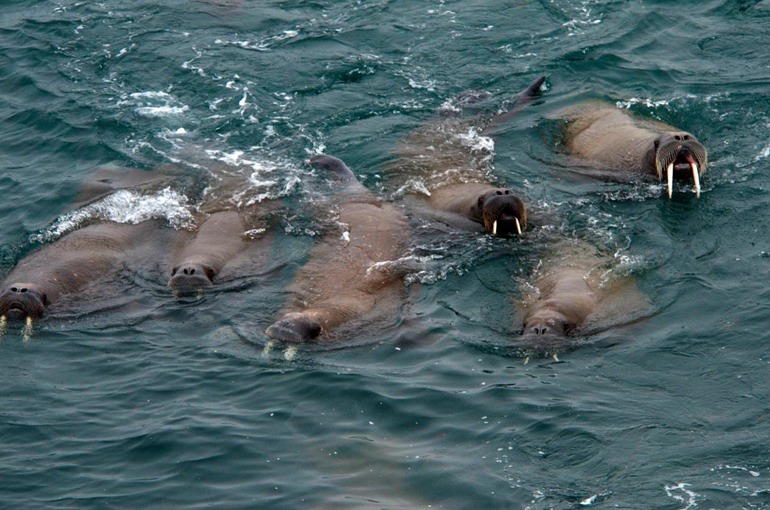 DSC_1277 Svalbard 2011-07-11 21.38.20