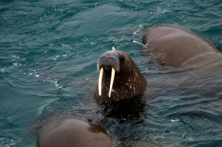 DSC_1294 Svalbard 2011-07-11 21.39.42