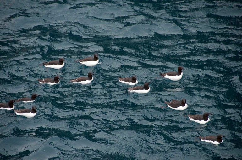 DSC_1423 Svalbard 2011-07-12 06.41.33