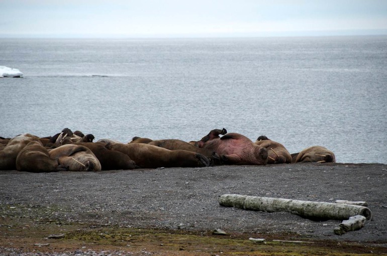 DSC_1524 Svalbard 2011-07-12 14.32.04