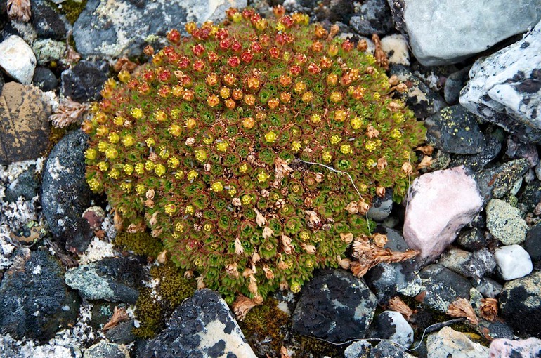 DSC_1551 Svalbard 2011-07-12 14.50.38