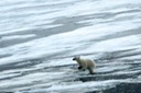 DSC_1758 Svalbard 2011-07-13 08.24.49