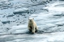 DSC_1772 Svalbard 2011-07-13 08.27.24