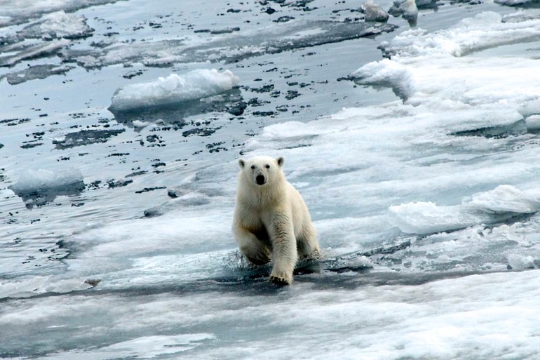 DSC_1772 Svalbard 2011-07-13 08.27.24