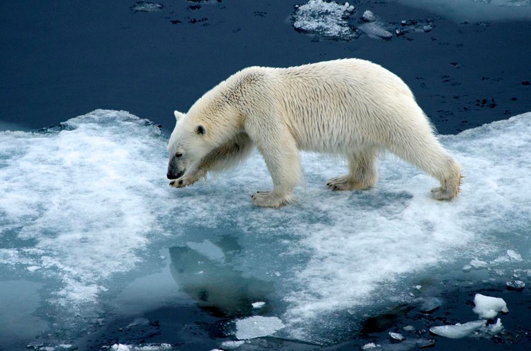DSC_1790 Svalbard 2011-07-13 08.29.40