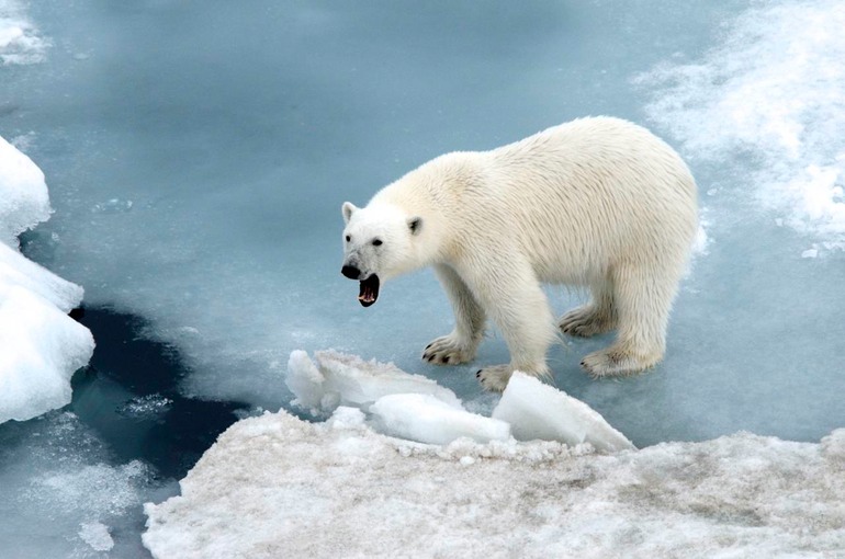 DSC_1801 Svalbard 2011-07-13 08.31.17