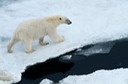 DSC_1813 Svalbard 2011-07-13 08.33.01