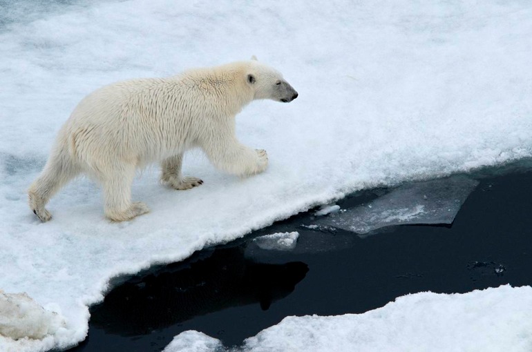 DSC_1813 Svalbard 2011-07-13 08.33.01