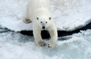 DSC_1816 Svalbard 2011-07-13 08.33.25