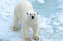DSC_1819 Svalbard 2011-07-13 08.33.54