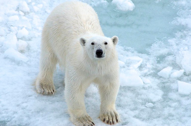 DSC_1819 Svalbard 2011-07-13 08.33.54