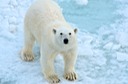 DSC_1820 Svalbard 2011-07-13 08.33.56