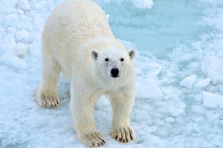 DSC_1820 Svalbard 2011-07-13 08.33.56
