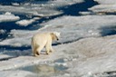 DSC_1858 Svalbard 2011-07-13 08.43.08