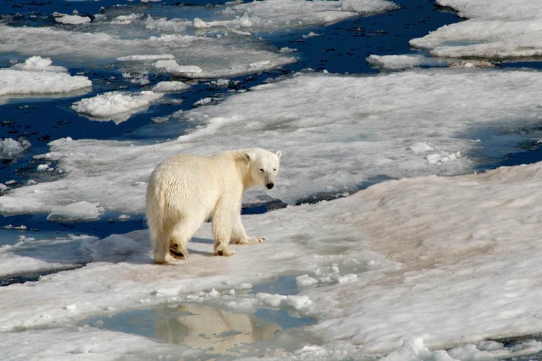 DSC_1858 Svalbard 2011-07-13 08.43.08