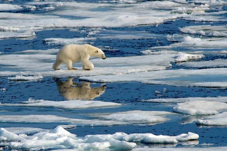 DSC_1886 Svalbard 2011-07-13 08.49.52