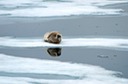 DSC_1968 Svalbard 2011-07-13 10.25.51