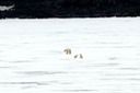 DSC_2007 Svalbard 2011-07-13 12.07.04
