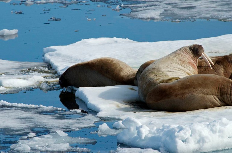 DSC_2082 Svalbard 2011-07-13 15.39.42