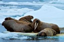 DSC_2132 Svalbard 2011-07-13 16.50.40