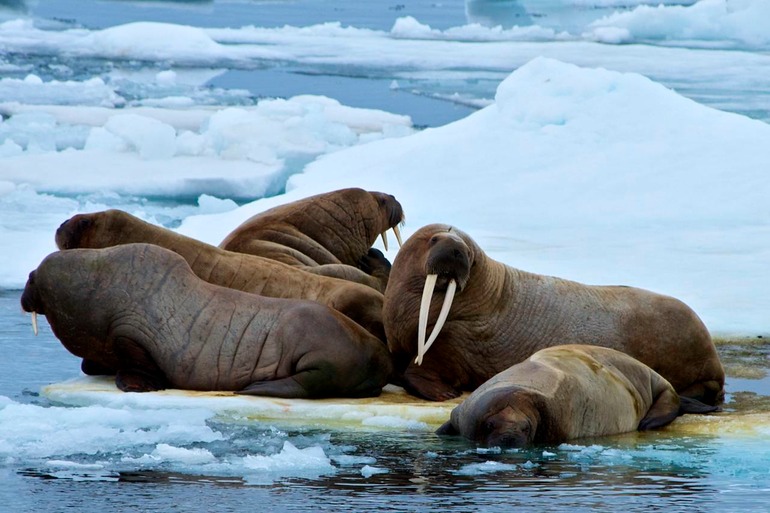 DSC_2132 Svalbard 2011-07-13 16.50.40