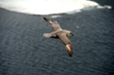 DSC_2325 Svalbard 2011-07-15 08.52.25
