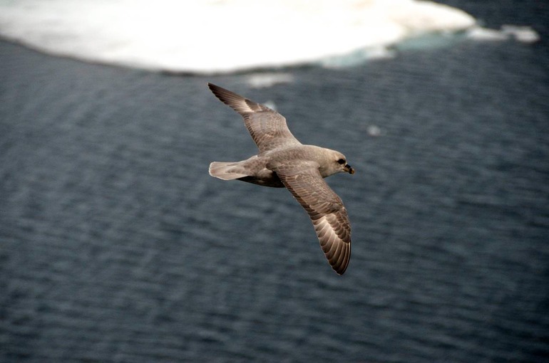 DSC_2325 Svalbard 2011-07-15 08.52.25