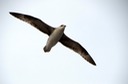 DSC_2341 Svalbard 2011-07-15 08.55.47