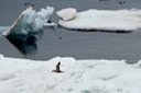 DSC_2351 Svalbard 2011-07-15 09.01.55