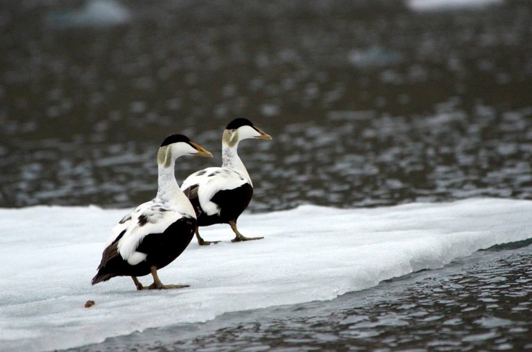 DSC_2477 Svalbard 2011-07-15 14.56.45