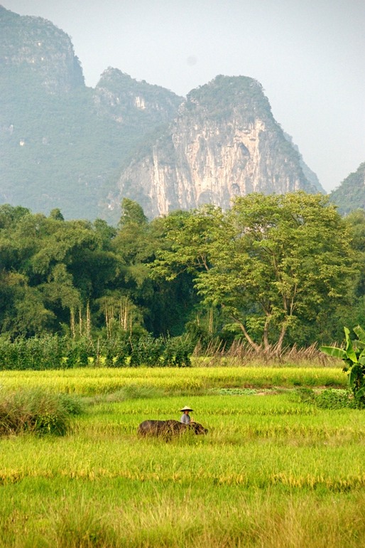 Field and Mountains